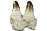 Mosasaur Jaw Section with Two Huge Teeth - Morocco #259760-1